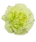Oeillet Green Shot 60 cm