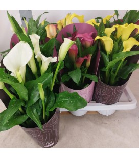 Calla mix pot de 14 h40