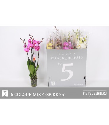 Phalaenopsis mix Ø12 h 70 4 b