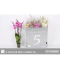 Phalaenopsis mix Ø12 h 70 4 b