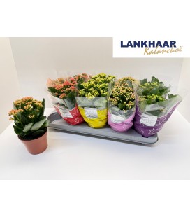 Kalanchoe mix Ø12
