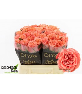 Rose Blushing Reeva 40 cm