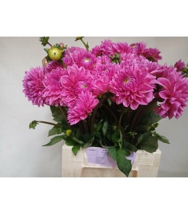Dahlia Sandra 50 cm
