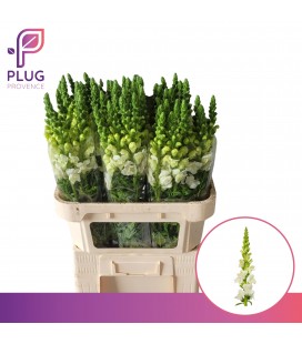 Muflier Ivory BLANC 75 cm