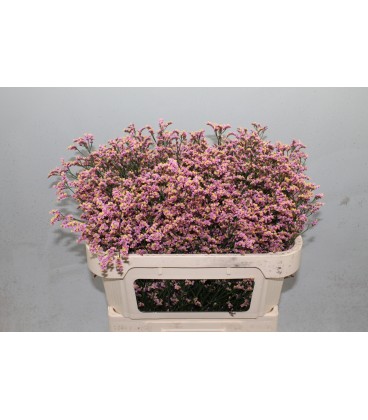 Limonium Divine diamond 70 cm