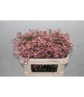 Limonium Divine diamond 70 cm