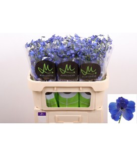 Delphinium bella An Az 70 cm