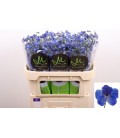 Delphinium bella An Az 70 cm