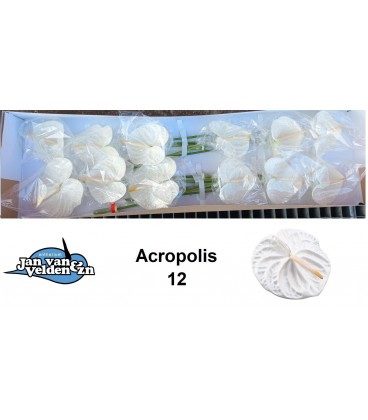 Anthurium Acropolis x 12