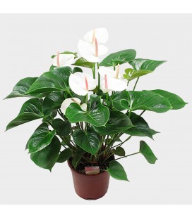Anthurium Succesion blanc Ø 17
