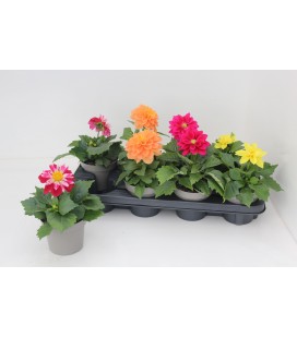 Dahlia mix Ø 12