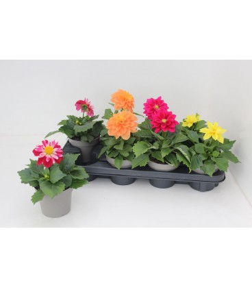 Dahlia mix Ø 12