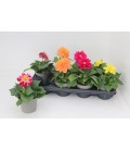 Dahlia mix Ø 12