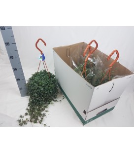 Pilea Ø 18