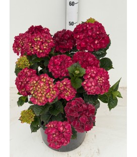 Hortensia M ov Ø 30 h 50
