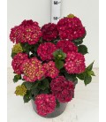 Hortensia M ov Ø 30 h 50