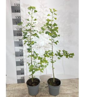 Ginkgo biloba Ø 26 h 130