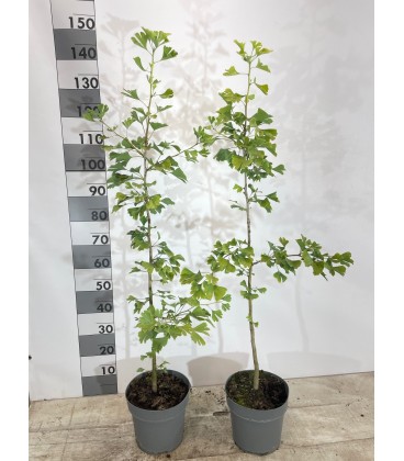 Ginkgo biloba Ø 26 h 130