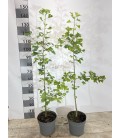 Ginkgo biloba Ø 26 h 130