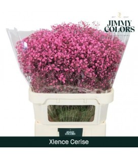Gypsophile teinté Rose vif