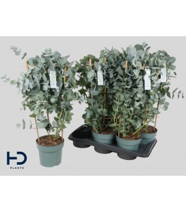Eucalyptus Cinerea Ø 17