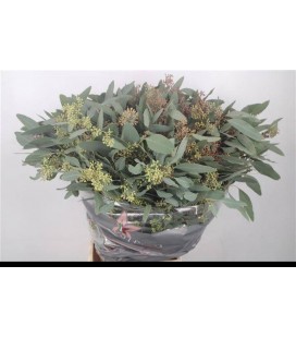 Eucalyptus populus baies 