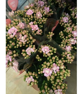 Kalanchoe Augusta 10.5