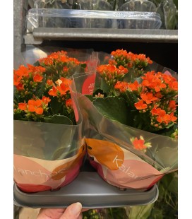 Kalanchoe Isla Ø 10.5