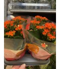 Kalanchoe Isla Ø 10.5