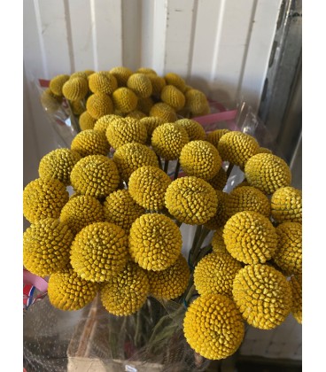Craspedia Paintball jumbo 80 cm