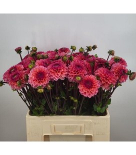 Dahlia Daisy duke 50 cm