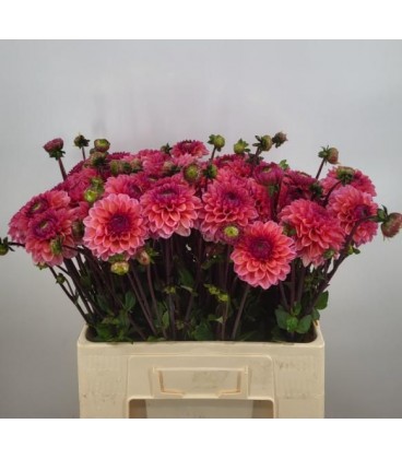 Dahlia Daisy duke 50 cm