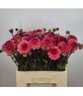 Dahlia Daisy duke 50 cm