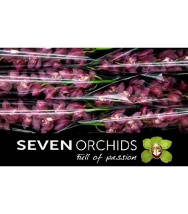 Cymbidium Gerry 80 cm