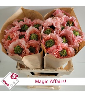 Rose Magic affairs 60 cm