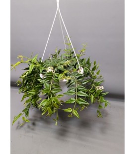 Hoya bella Ø 22
