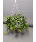 Hoya bella Ø 22