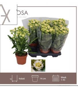 Kalanchoe sunny white Ø 14