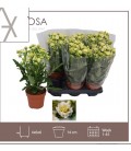Kalanchoe sunny white Ø 14