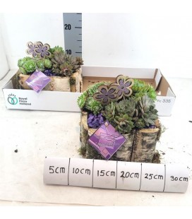 Compo plantes diam 18 h 30 cm