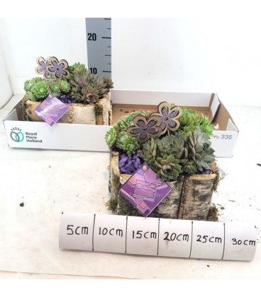 Compo plantes diam 18 h 30 cm