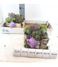 Compo plantes diam 18 h 30 cm