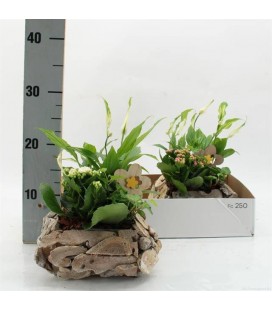 Compo plantes Ø 20 h 35