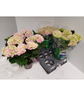 Hortensia M Ankong pot de 15 cm