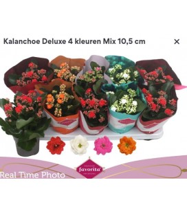 Kalanchoe Ø 10.5