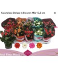 Kalanchoe Ø 10.5