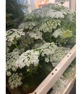 Dille Green Mist 65 cm