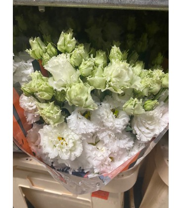 Lisianthus Alissa Pur White 65 cm