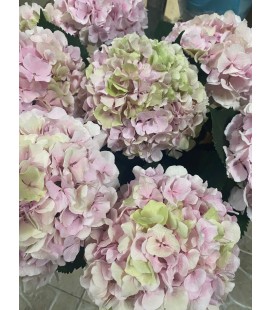 Hortensia Verena Cl 65 cm rose