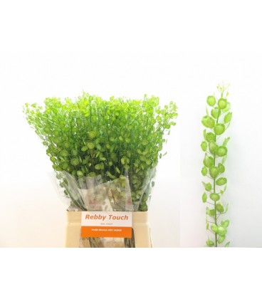 Thalspy Butterfly 70 cm